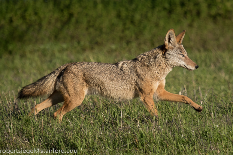 coyote running